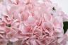 96CN-RB0020 Диффузор Hydrangea&Rosebud pink , спрей Eau de vie 2*10ml в упак.